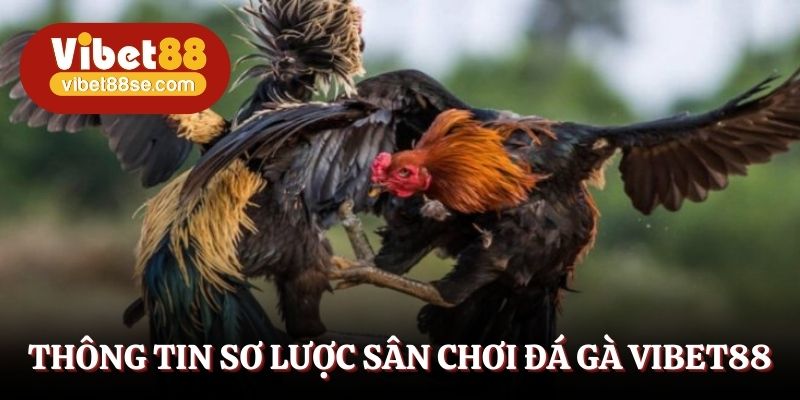 Thông tin sơ lược sân chơi đá gà Vibet88