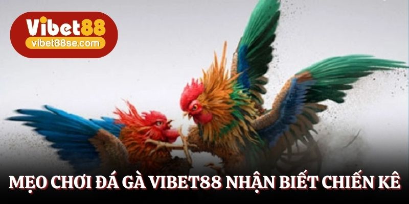 Mẹo chơi đá gà Vibet88 nhận biết chiến kê