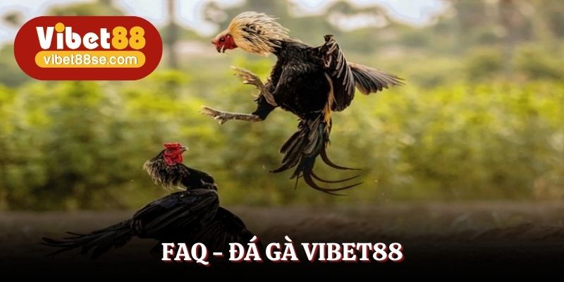 Giải đáp xem lại trận đấu đã diễn ra được hay không?