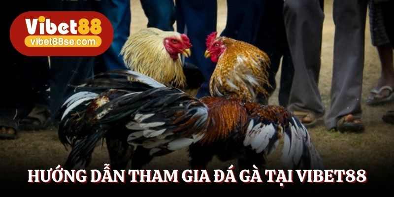 Hướng dẫn tham gia đá gà tại Vibet88