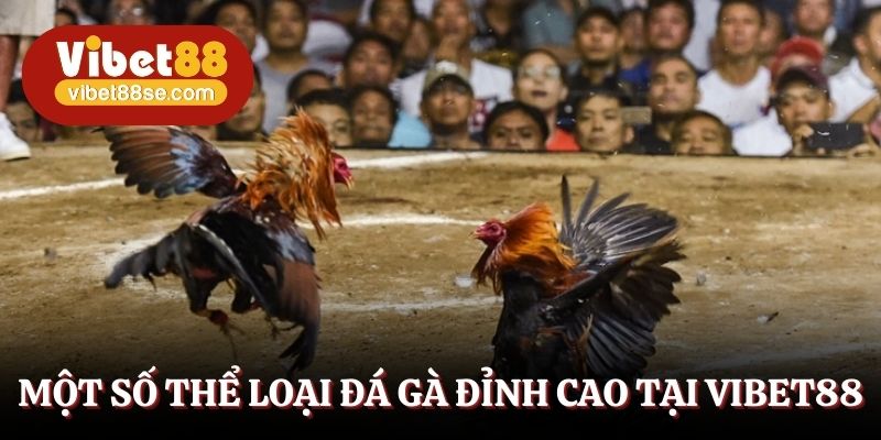 Một số thể loại đá gà đỉnh cao tại Vibet88