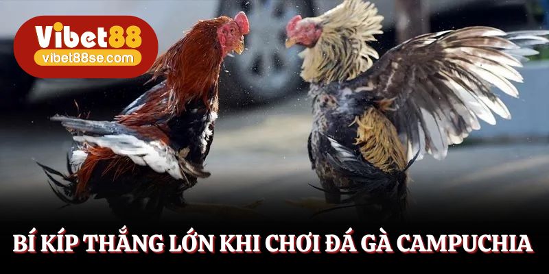 Bí quyết chơi đá gà Campuchia cho người mới