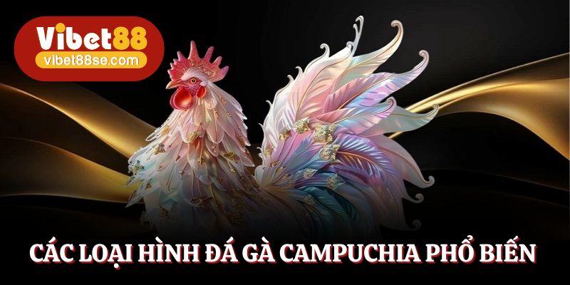 Các loại hình đá gà Campuchia phổ biến và đặc trưng