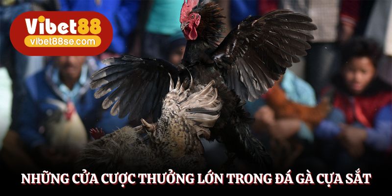 Danh sách 04 kèo cược vô cùng hấp dẫn trong đá gà cựa sắt
