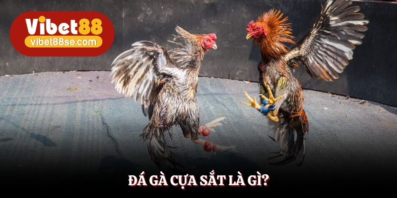 Đá gà cựa sắt chiếm ưu thế nổi bật trong các loại hình cá cược online