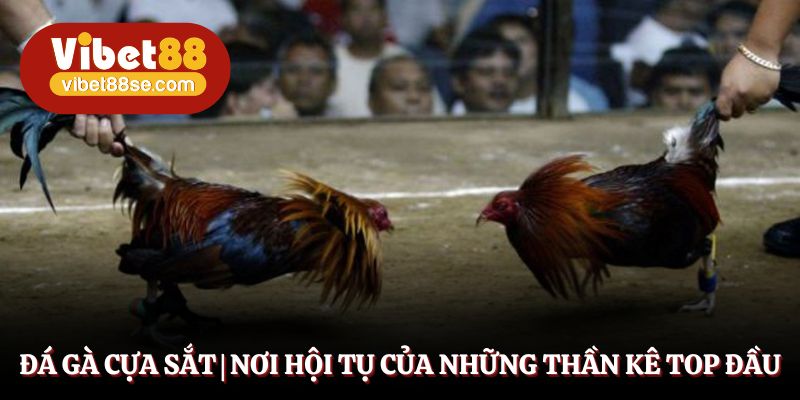 Đá Gà Cựa Sắt