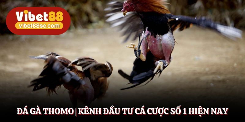 Đá Gà Thomo