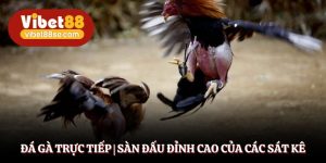 Đá Gà Trực Tiếp