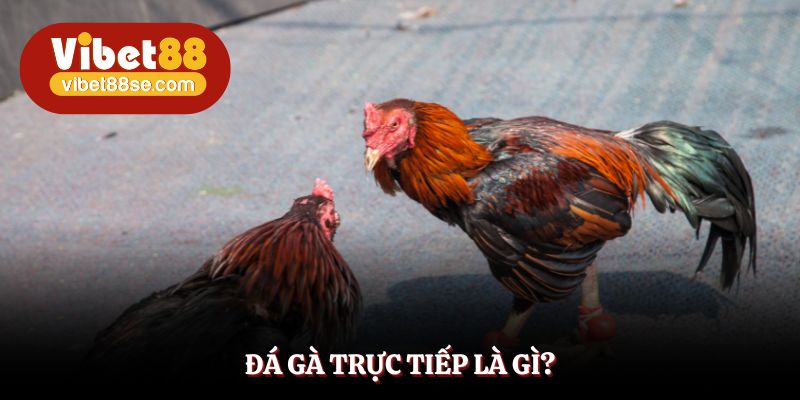 Giải mã về khái niệm đá gà trực tiếp tại nền tảng Vibet88