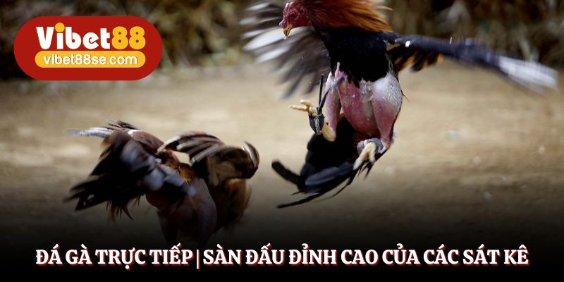 Đá Gà Trực Tiếp