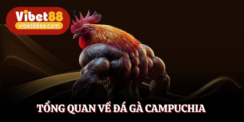Đấu trường Campuchia: Lịch sử, sự hợp pháp và minh bạch