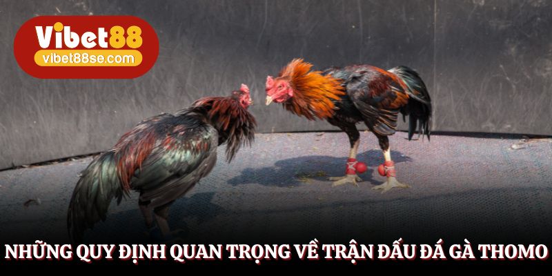 Các quy định trong đá gà Thomo được kiểm soát rất chặt chẽ