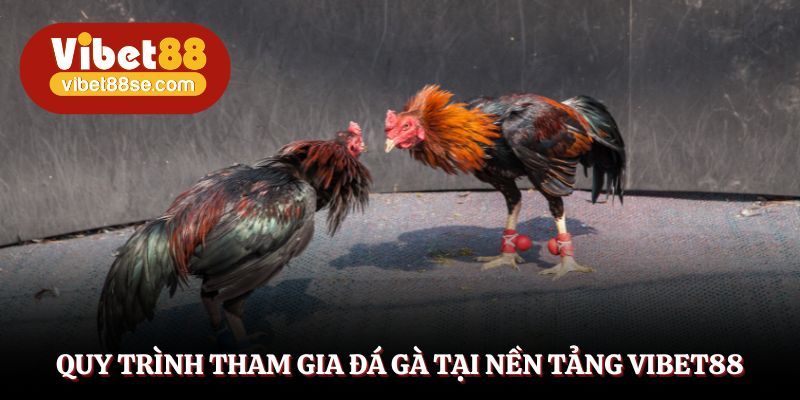 Hướng dẫn các bước thao tác đá gà trực tiếp siêu đơn giản
